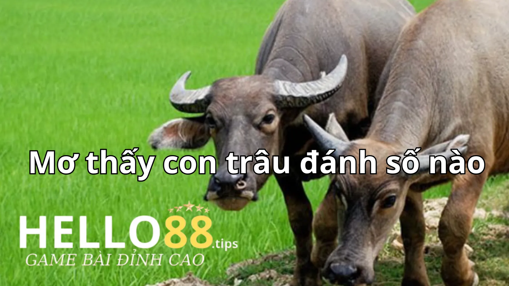 Mơ thấy con trâu đánh số nào khi nhìn thấy một đàn trâu Mơ thấy con trâu đánh số nào khi nhìn thấy một đàn trâu