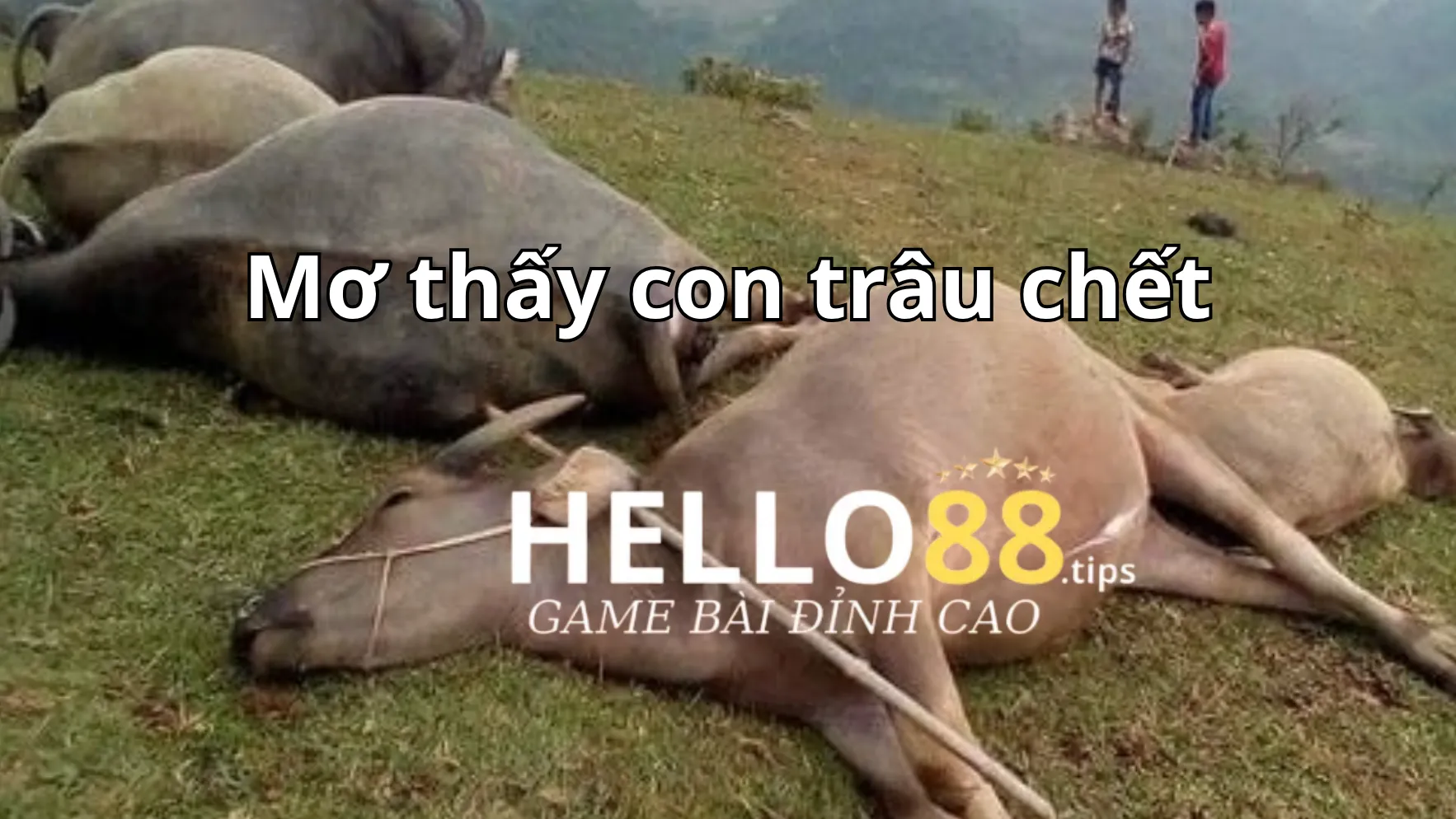 Nằm chiêm bao thấy trâu chết Nằm chiêm bao thấy trâu chết