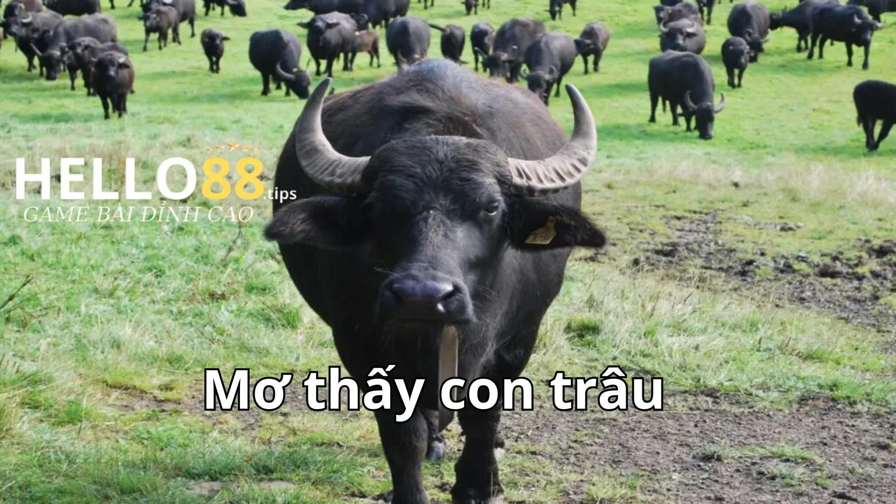 Mơ thấy con trâu đánh số nào với những chú trâu có hoạt động khác Mơ thấy con trâu đánh số nào với những chú trâu có hoạt động khác