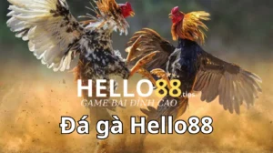 Lý do vì sao anh em nên chơi đá gà tại Hello88